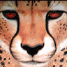 Cheetah2003